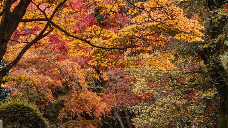 有馬温泉の紅葉スポットを満喫|見頃・散策コース・日帰りで楽しむ秋の過ごし方